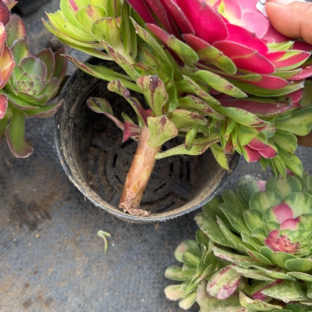 三****外6524知否无根多肉植物