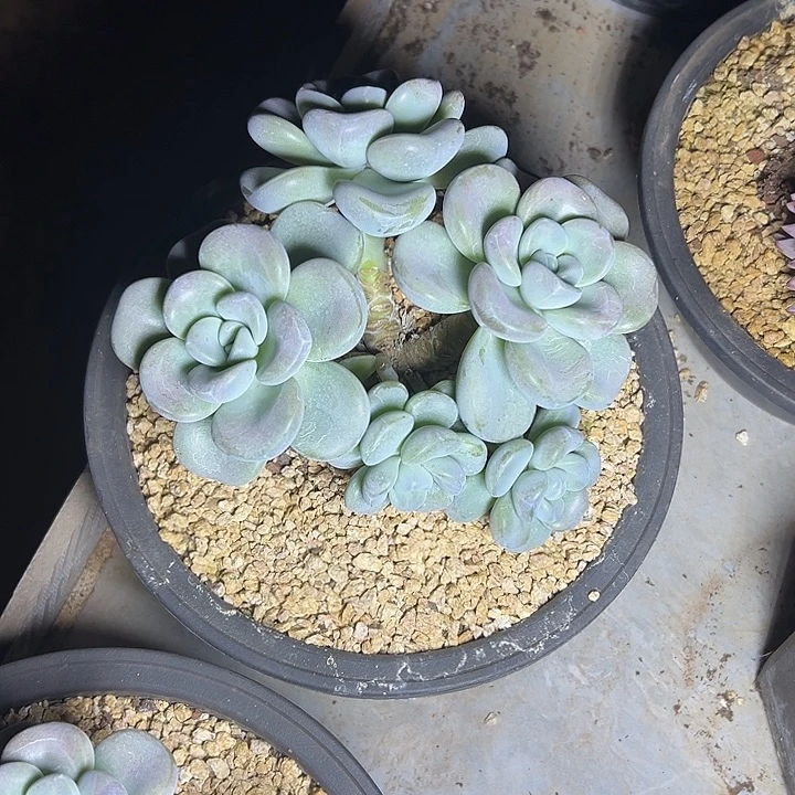 玉麒麟群生多头多肉