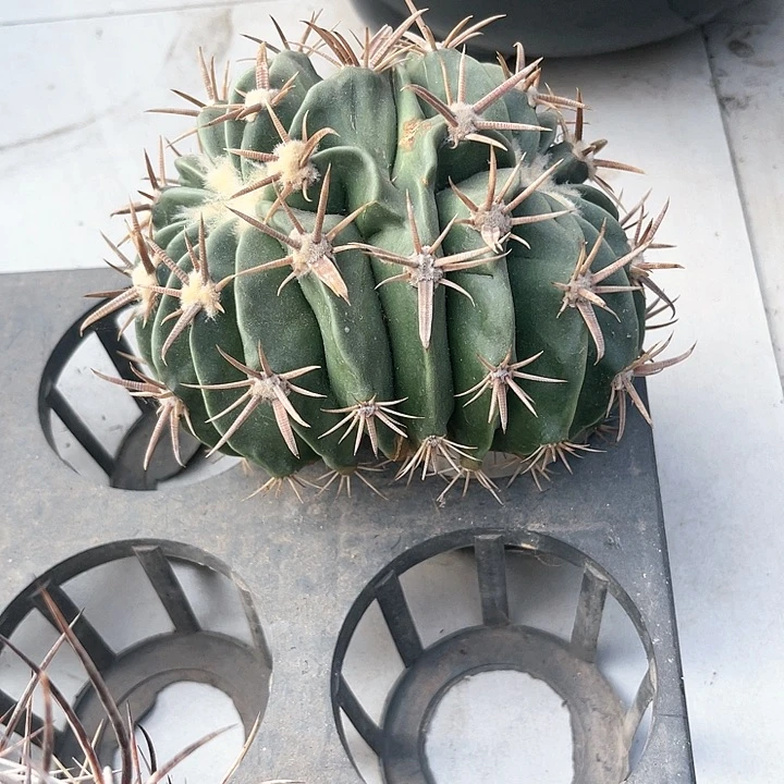 双*球仙人球仙人球开花