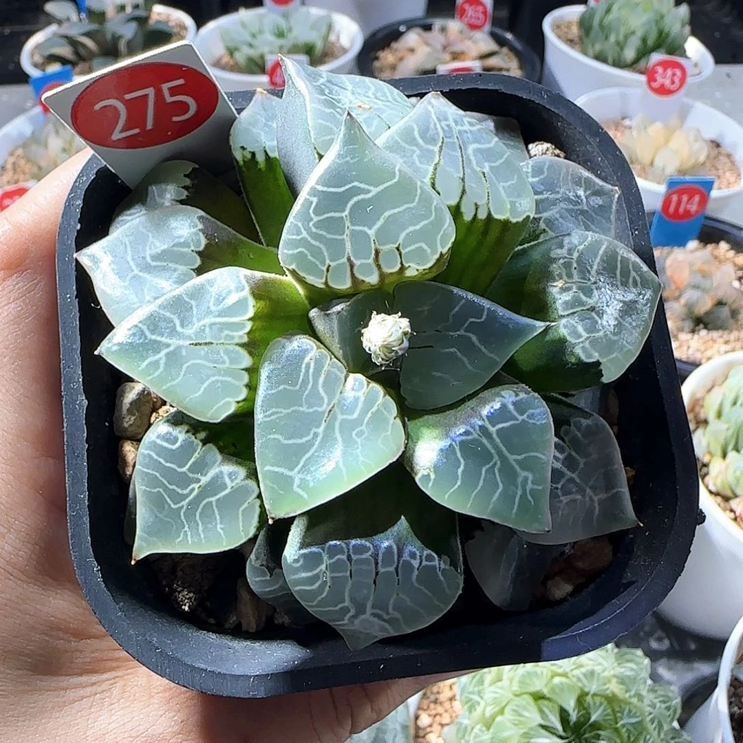 275号火凤凰克一物一拍带盆土