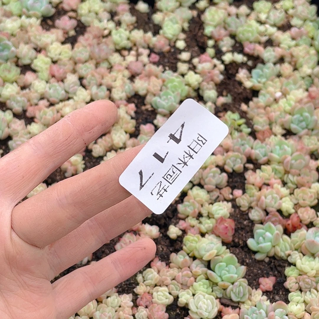 布***辣多肉植物多肉植物417