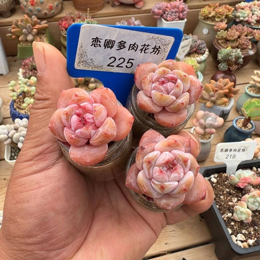225号星影单头3颗带盆土发
