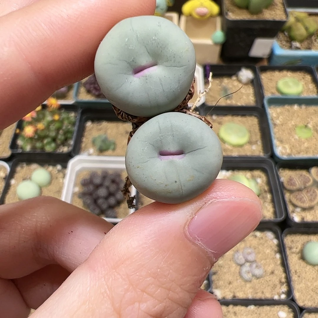 【闪购商品】130 红嘴