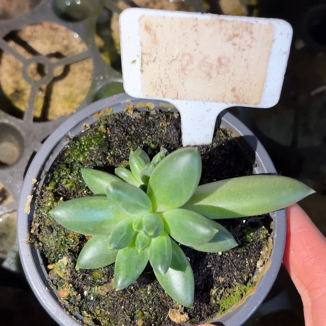 ttn美人12345689011