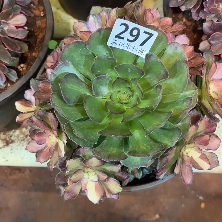 297海王七彩掌心多肉法师锦