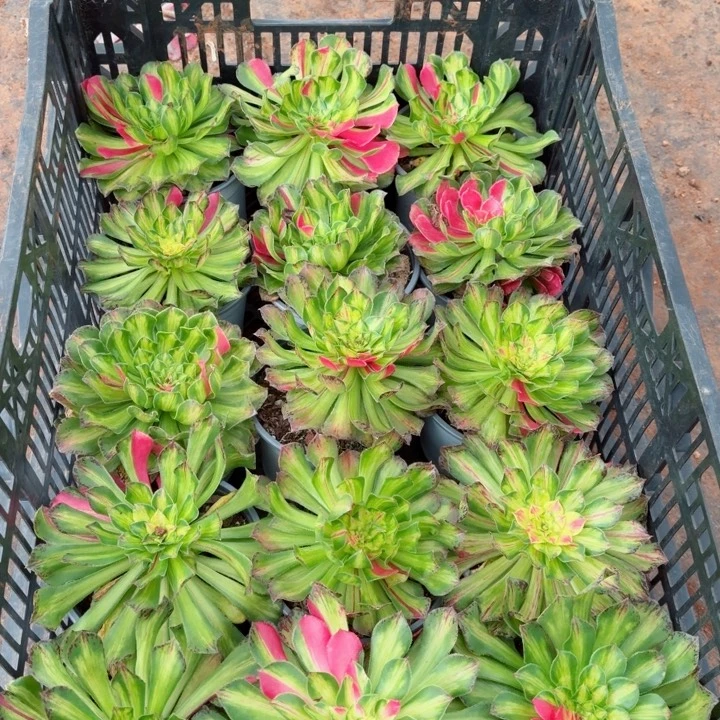 知否带盆土发货啊啊啊啊