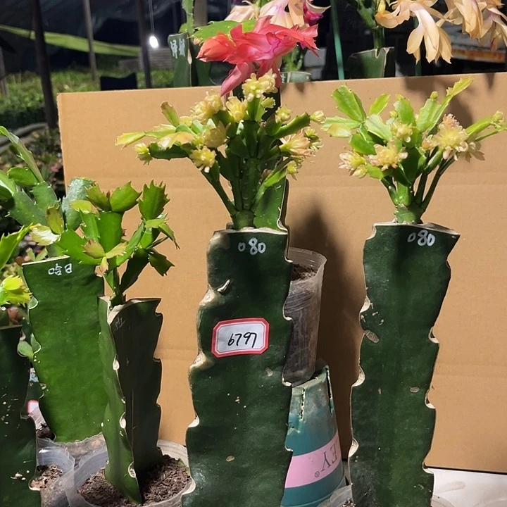 沐****当前无花朵，栽培后可花朵080