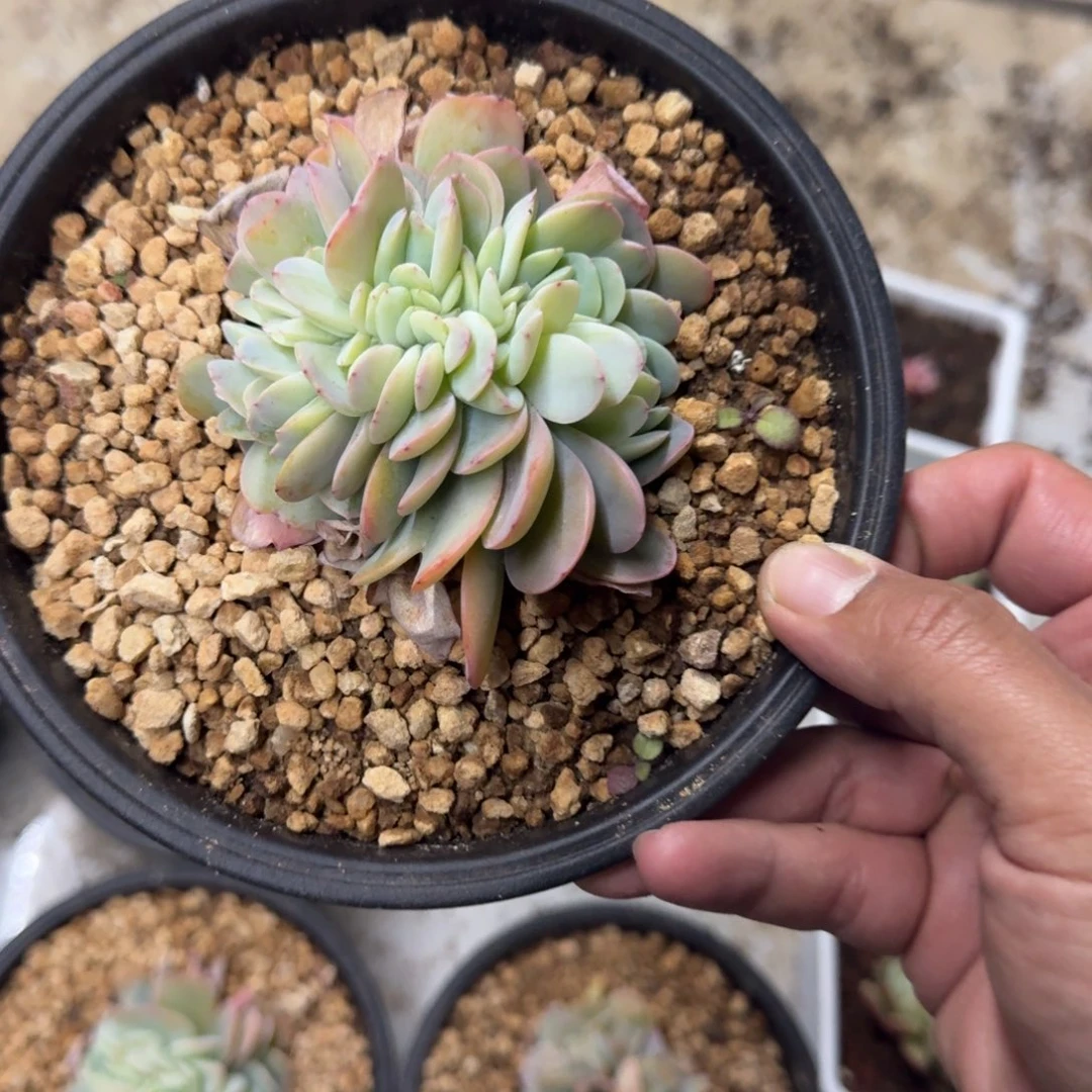 白凤缀化 一物一拍