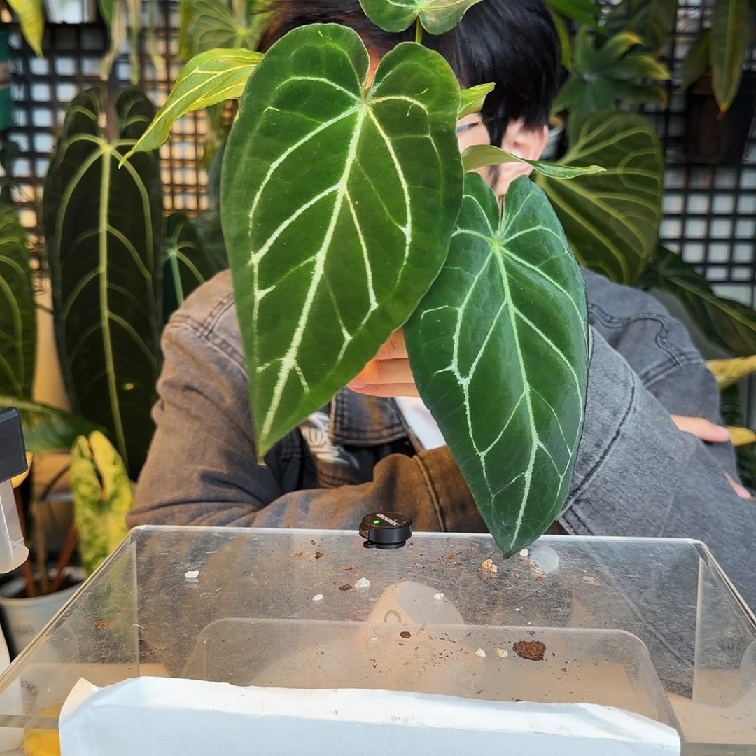 完全开放O54 流星雨杂绿丝绒