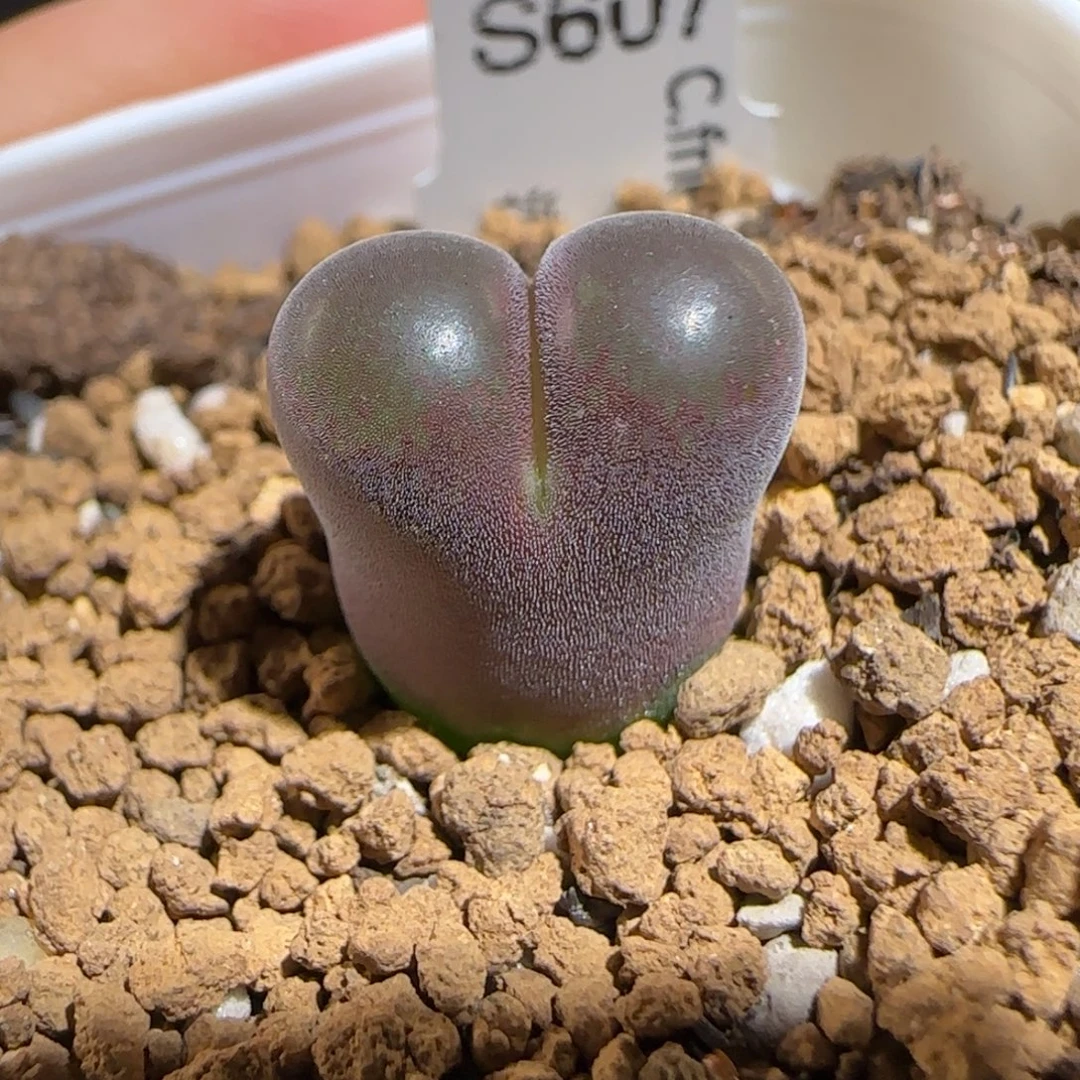 肉锥多肉植物组合-流沙489