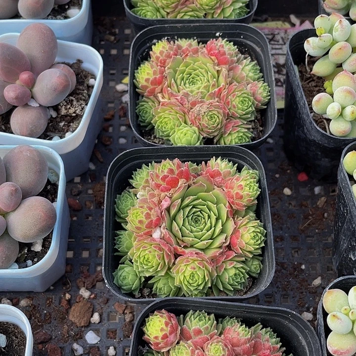 爱德华球带盆土发家