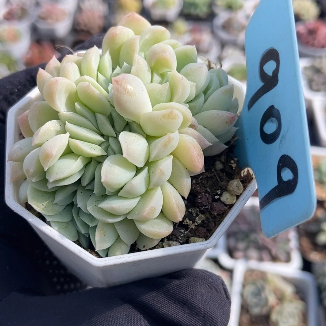 909奶油美人缀多肉植物保护