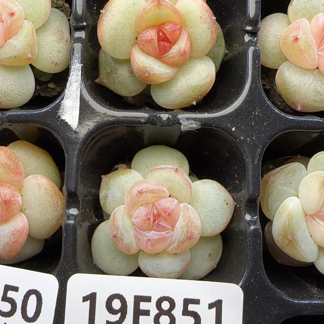 【29包邮非偏远】851两颗