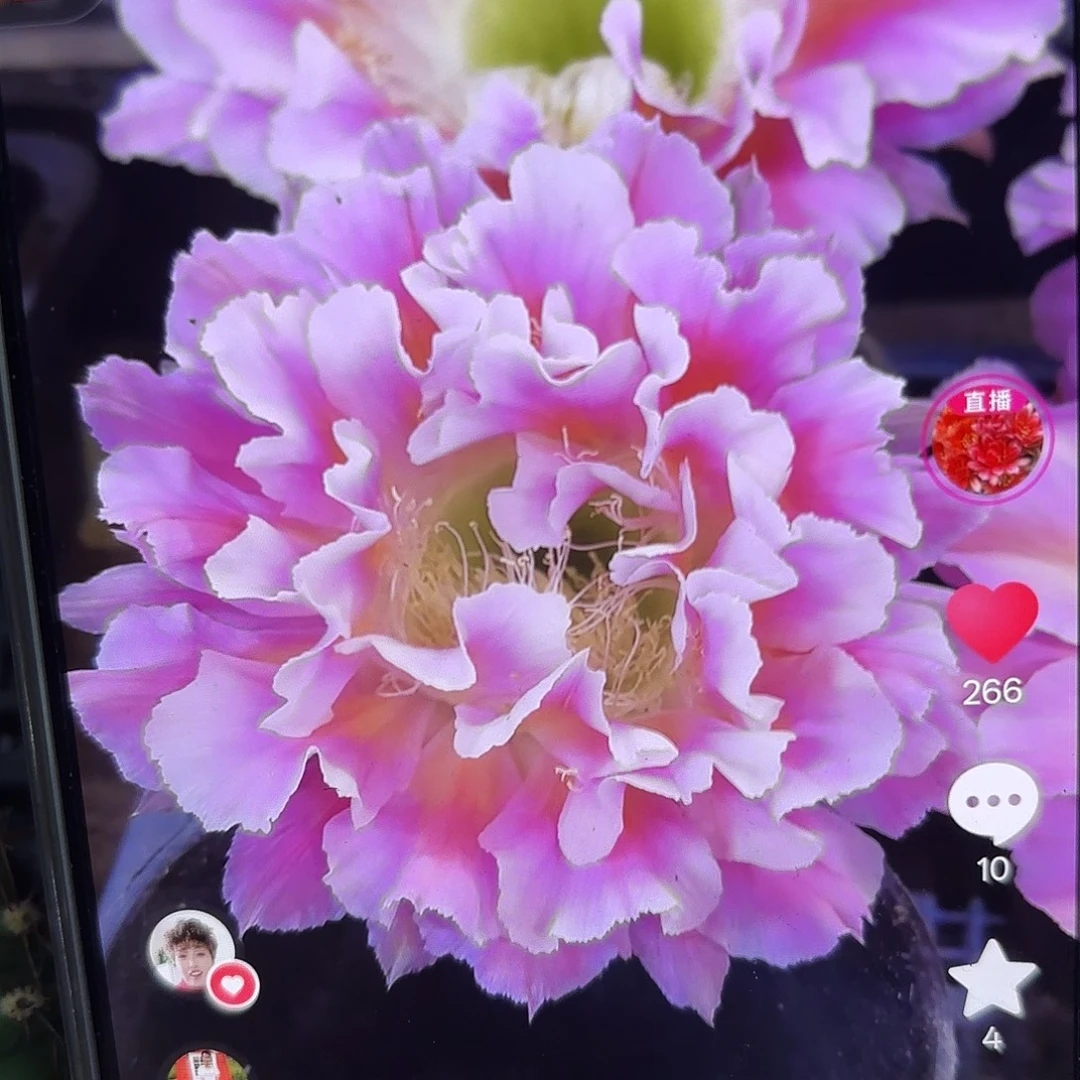 云羽彩5公分侧牙20包邮17