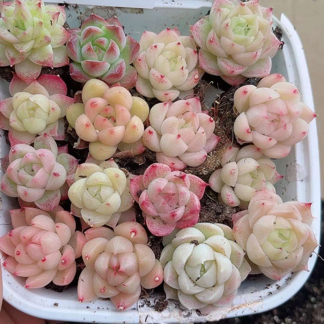 1-57 新疆西藏内蒙不发12.8包邮2–3公分多肉