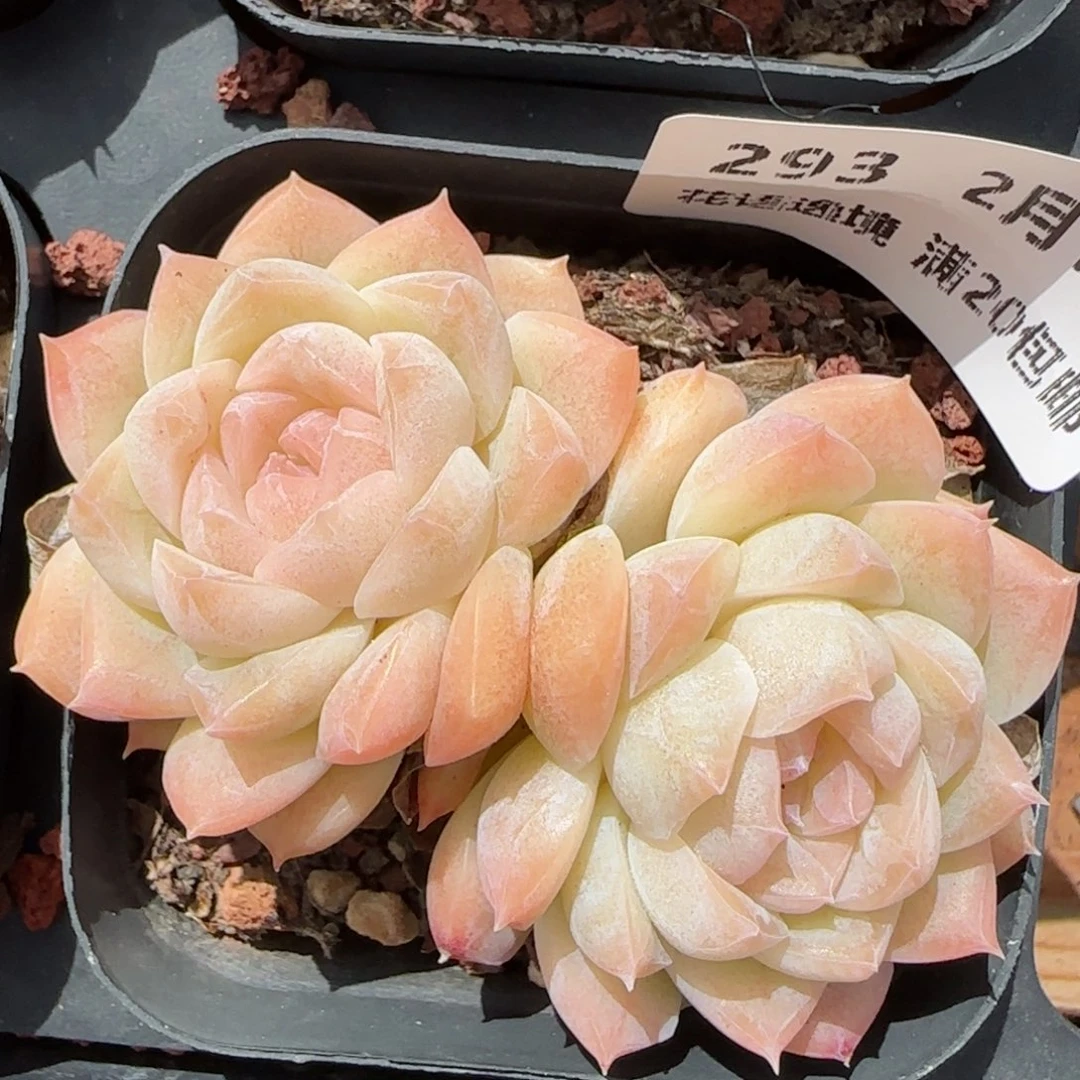 花语逸境0211-，293