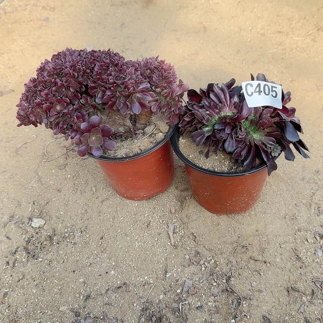 405玫瑰欧紫共2颗