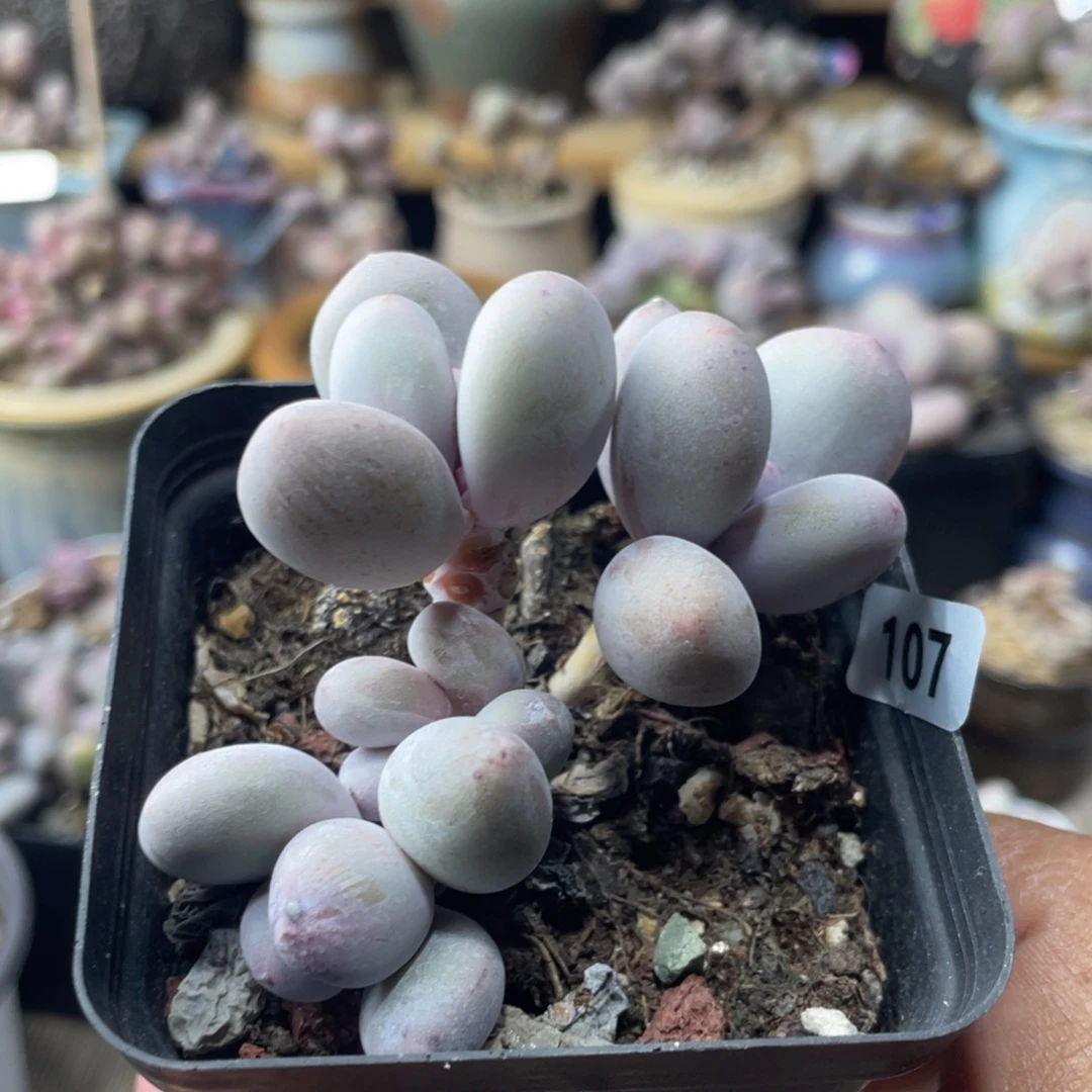 雪莲杂交奶酪多肉