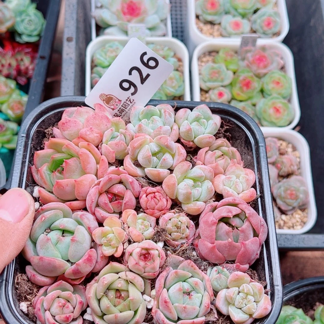 多肉植物多肉植物