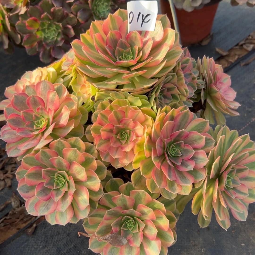 玉***儿014雨荷，多肉法师