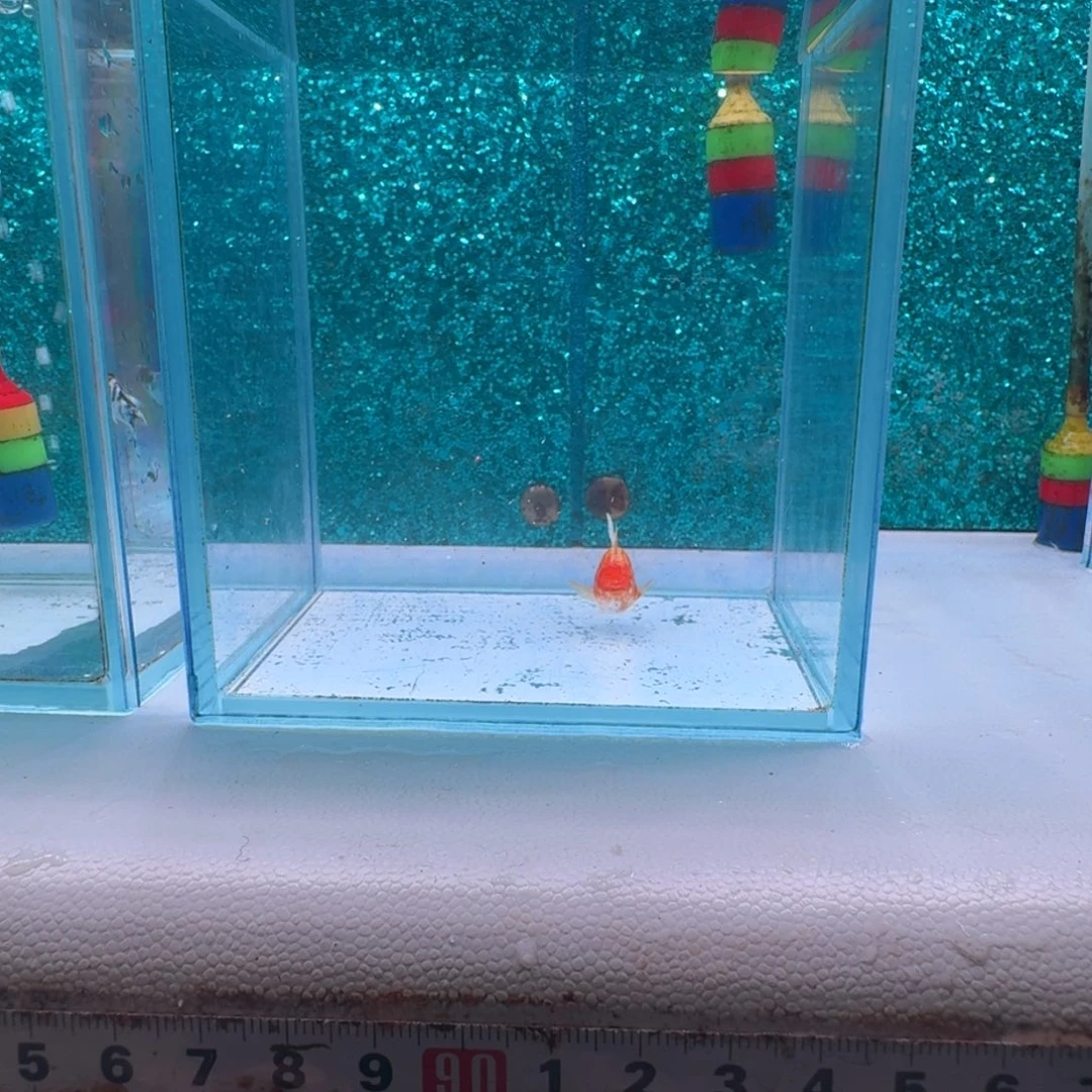 黑玛丽鱼578号红头虎单母1条