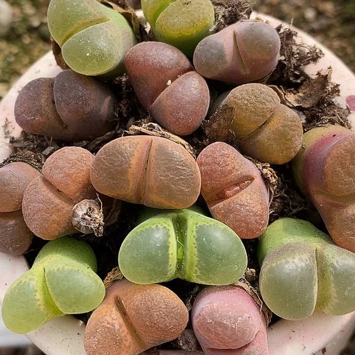 母本编号混风铃10颗