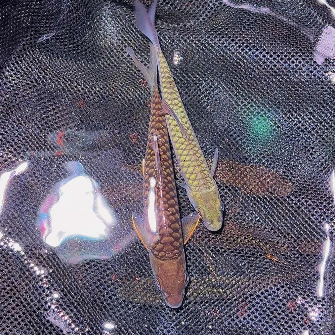 吉罗鱼印度墨脱 巴拉
