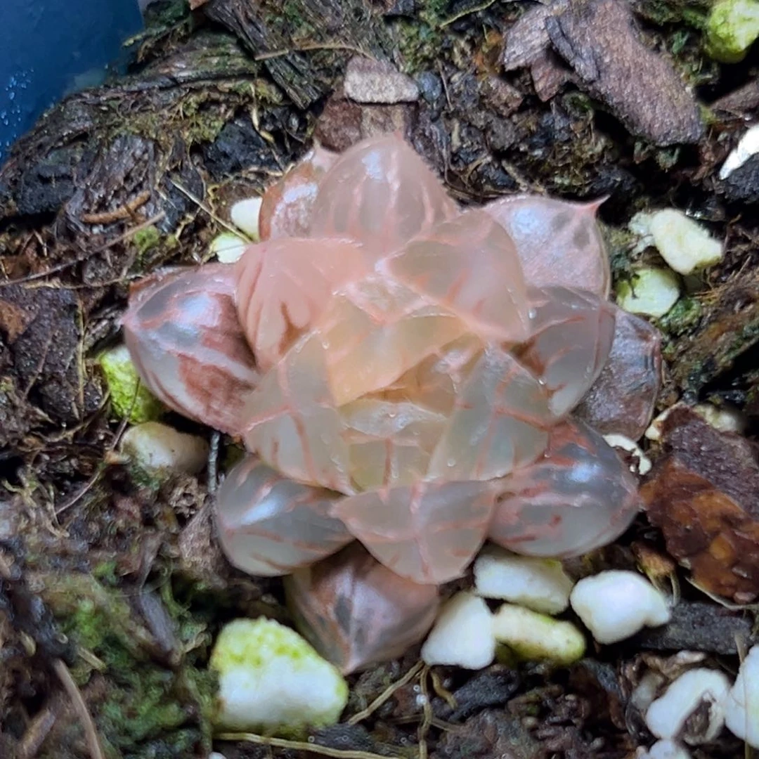 恭喜发财大吉大利0287