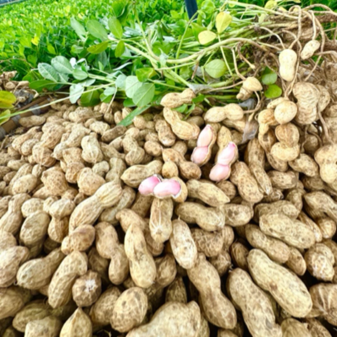 【方松农产】现挖鲜花生包邮手挑果带泥发货大颗粒花生