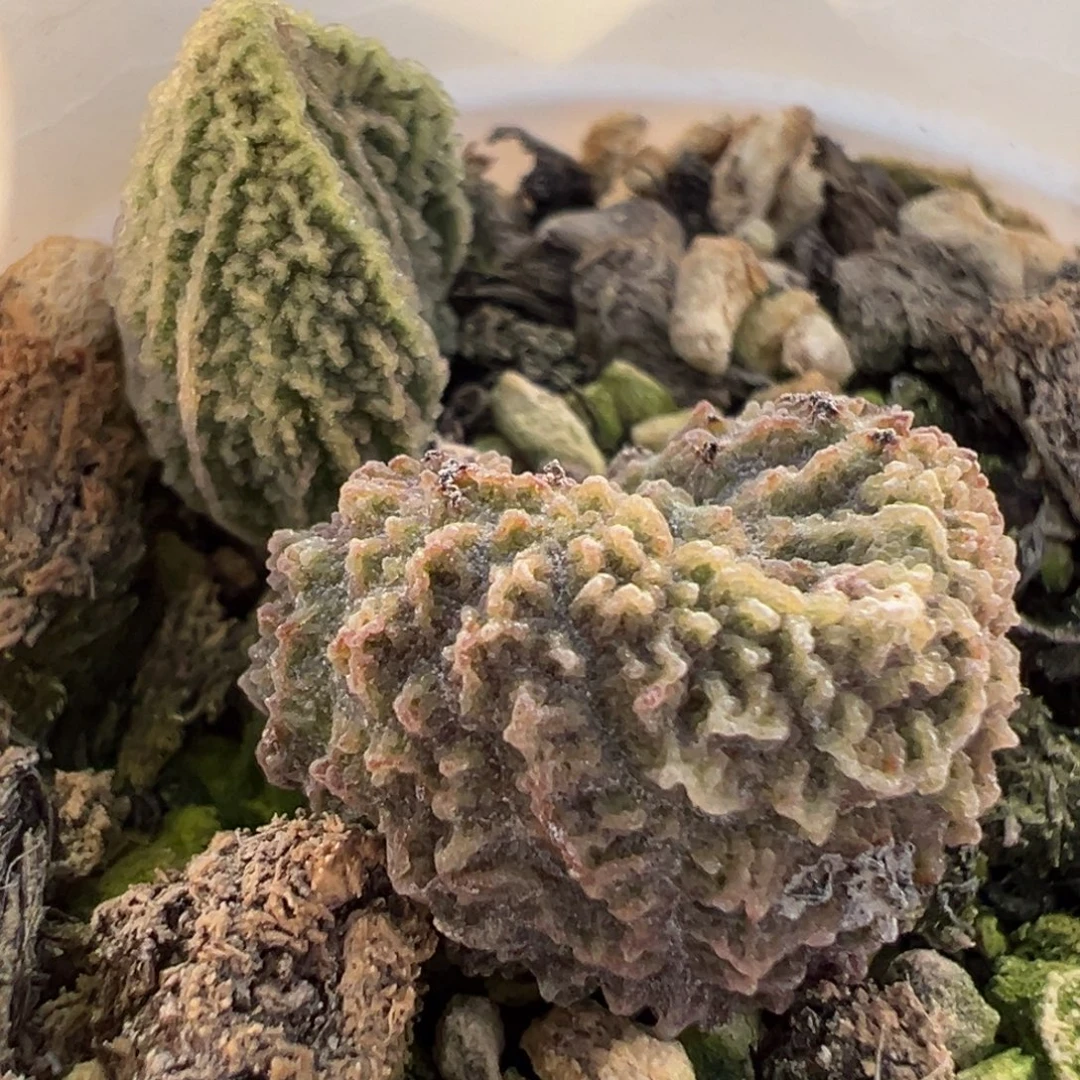 实生新品大苗多肉植物