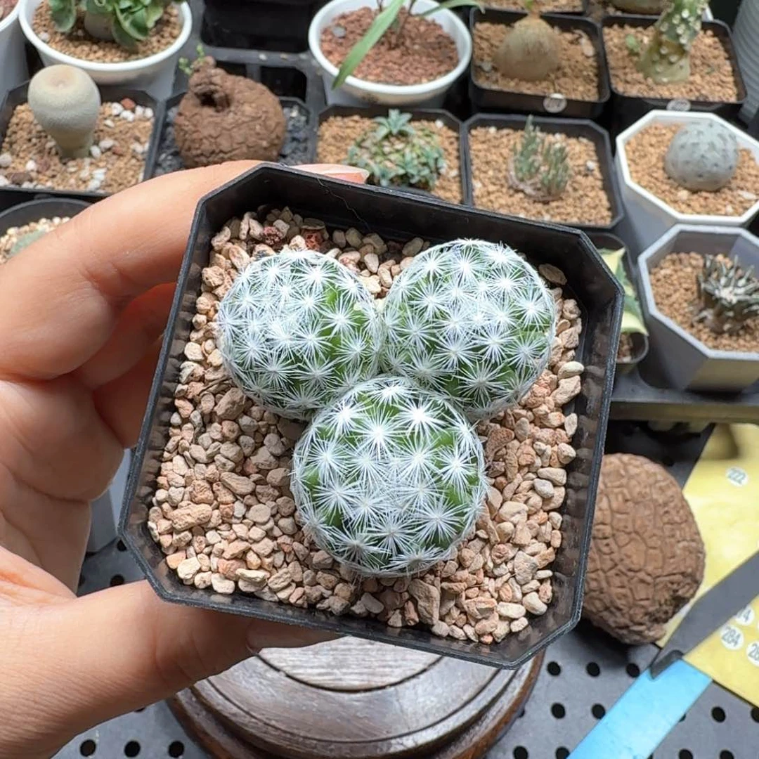 实生大型春星266仙人球球