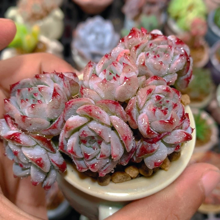 AY小尾巴迷你拇指盆栽多肉033