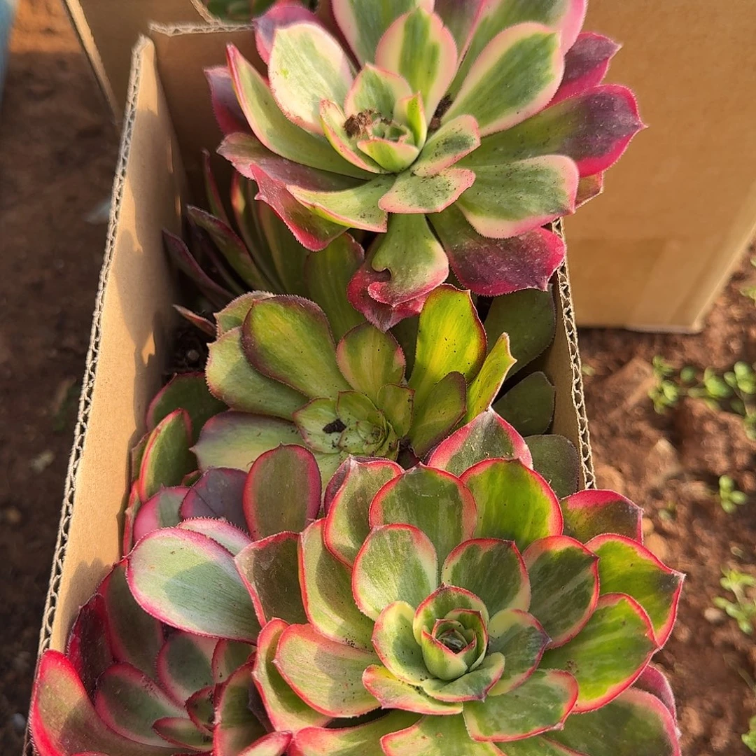 满满一箱子打底11棵包邮