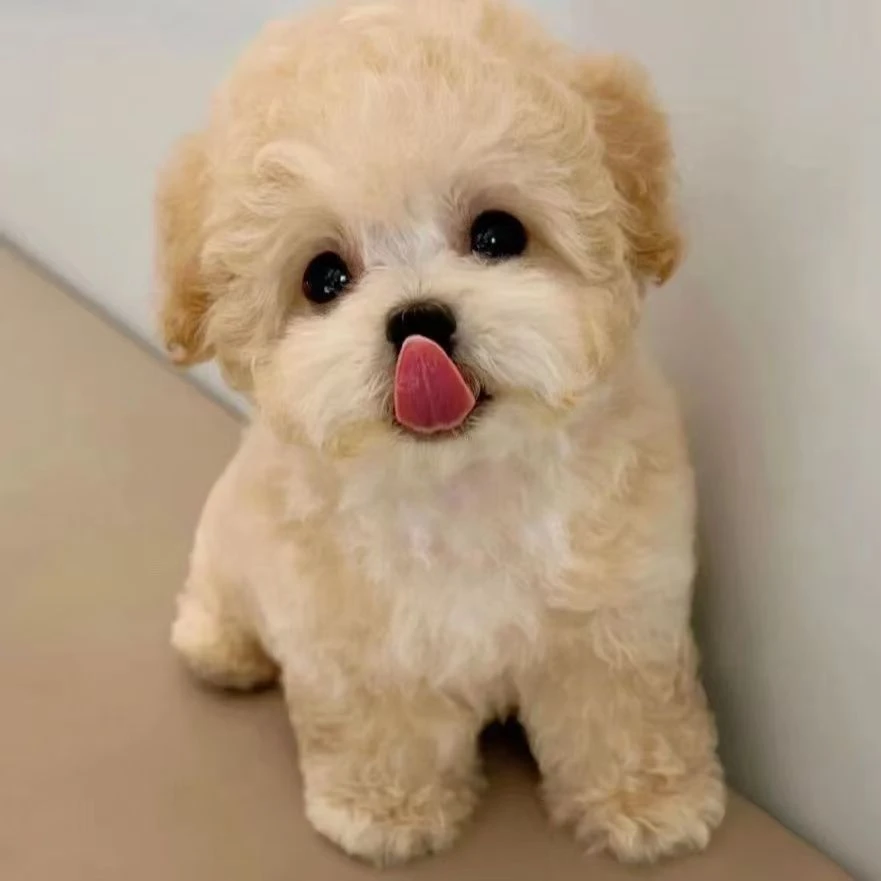 中华田园犬混血幼犬好养温顺不掉毛