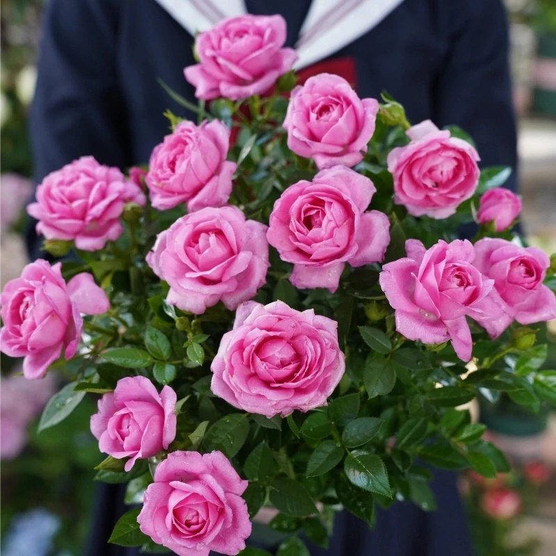 l淑女 粉色浓香阳台大花月季花盆栽室内外阳台新手易养多季节开花