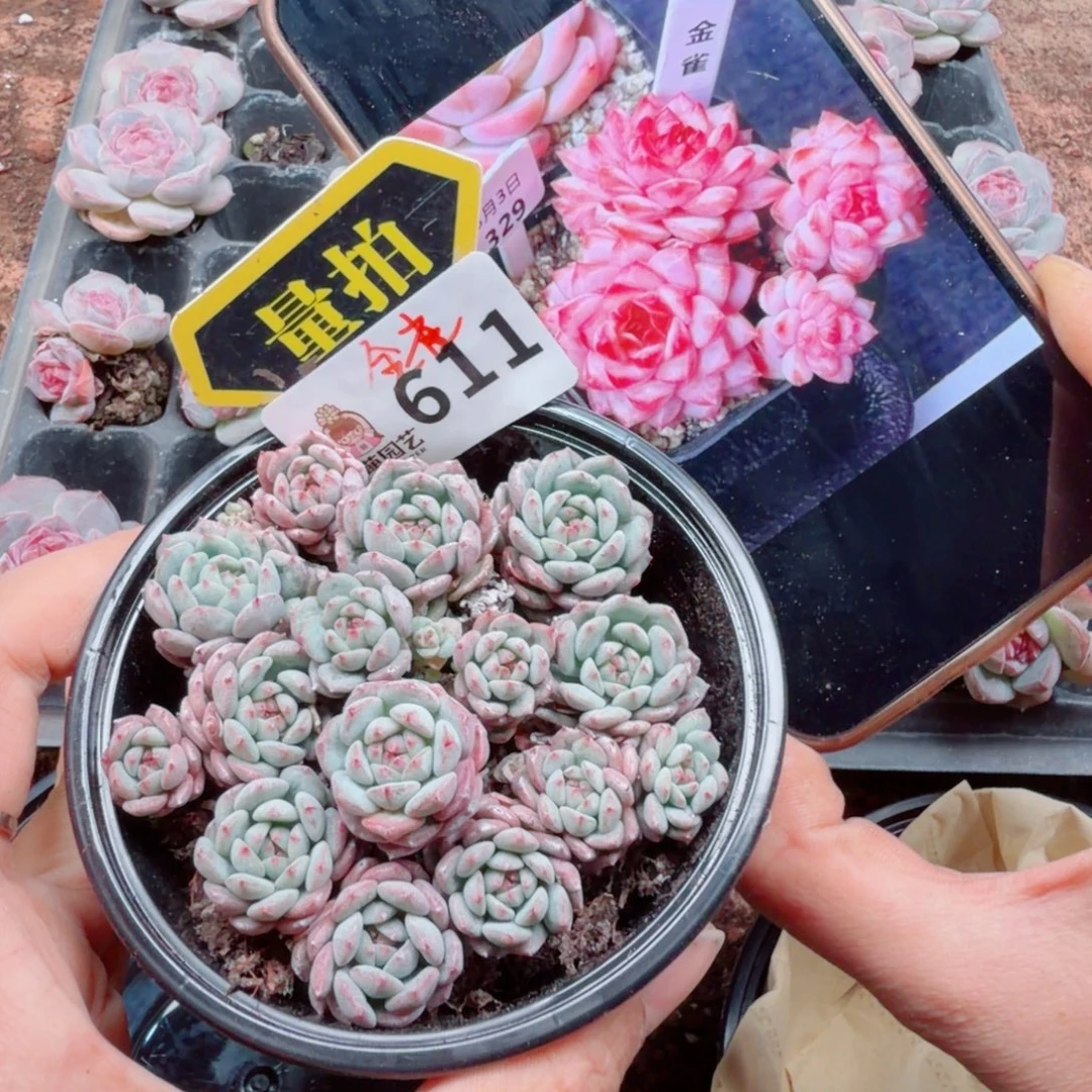 多肉植物多肉植物