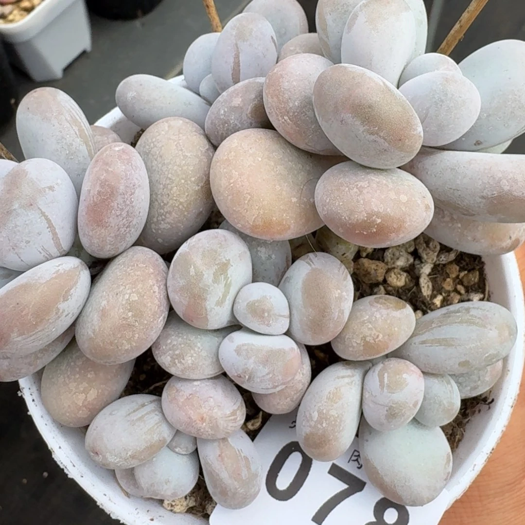 奶酪群生            精美多肉植物