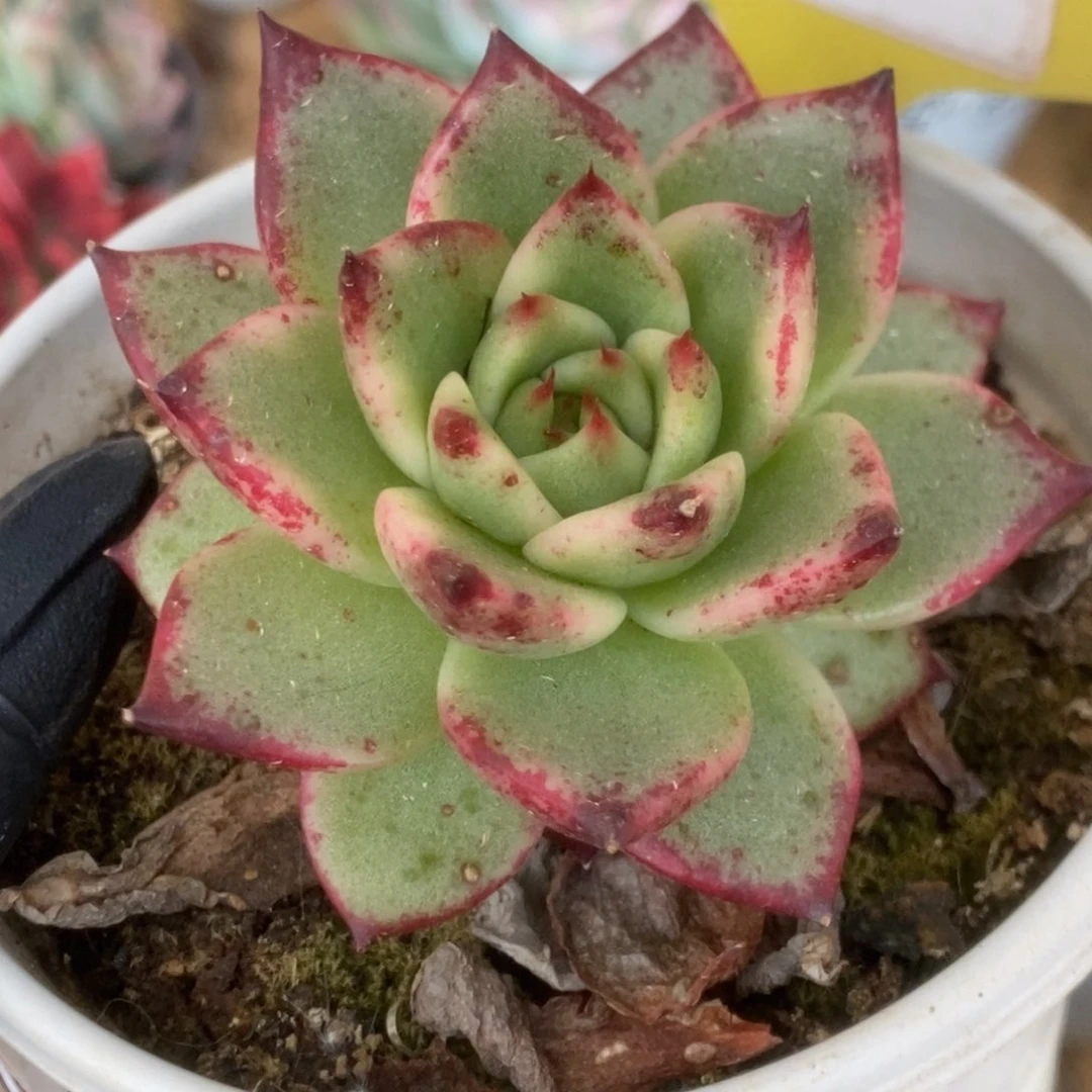 131东云杂锦锦锦锦锦