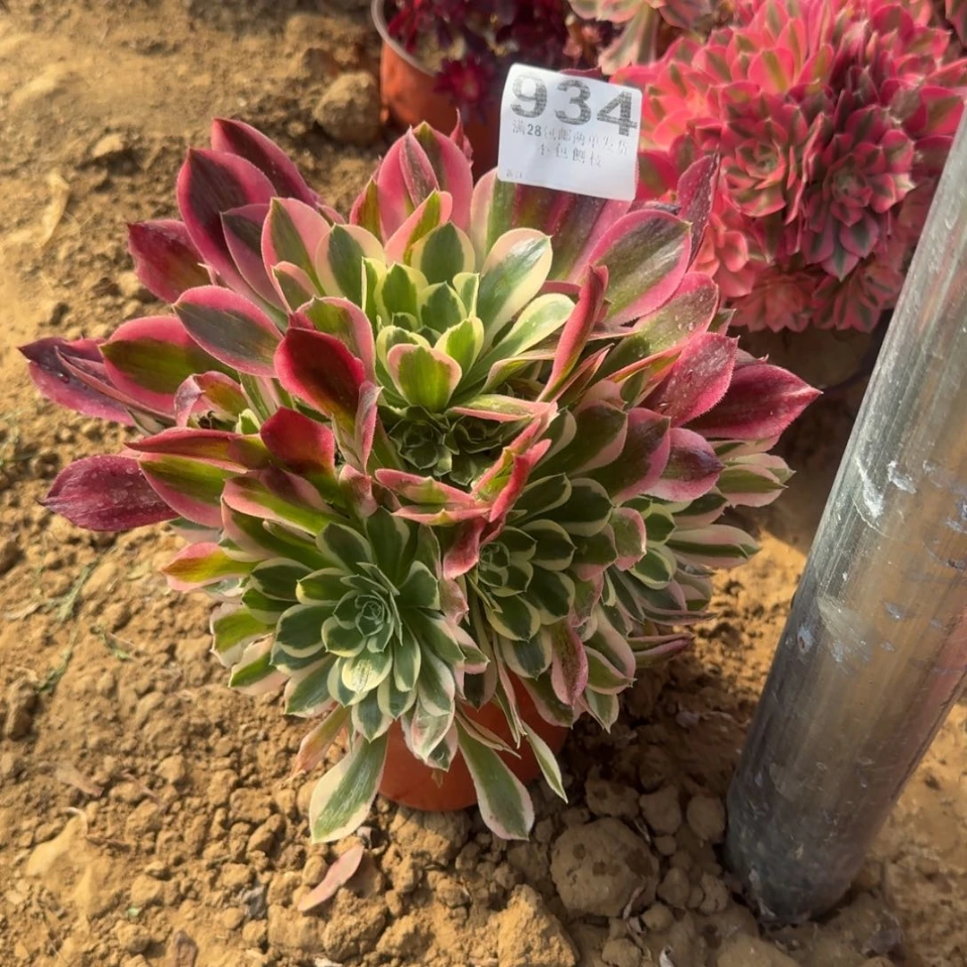 董****)934号雨花石清棚不包损