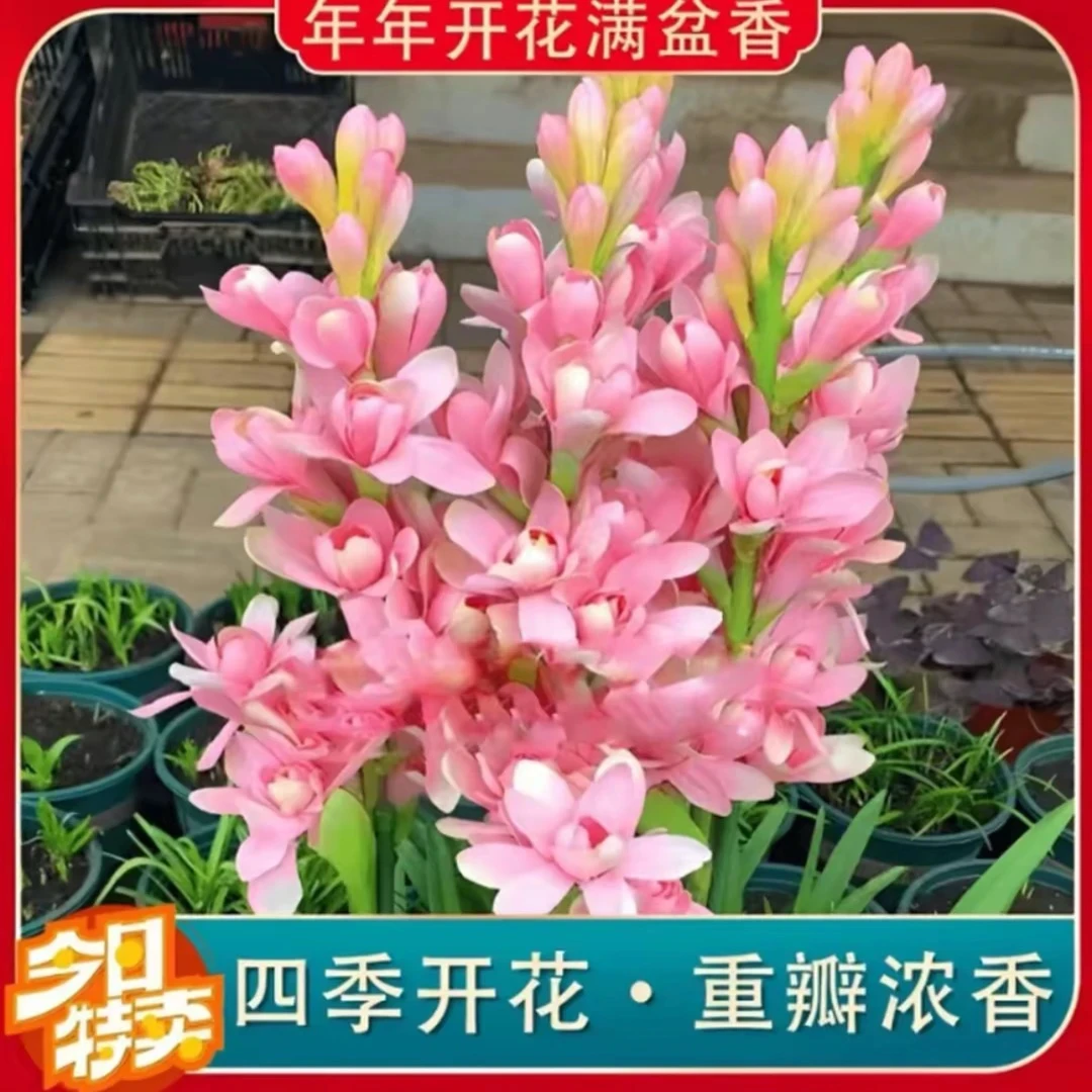 【拍一发三】重瓣晚香玉种球现挖带芽头发货四季种植盆栽阳台
