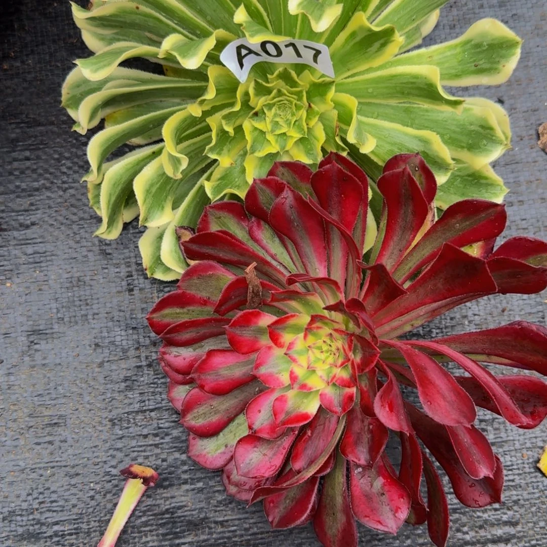 小***五017多肉植物法师号
