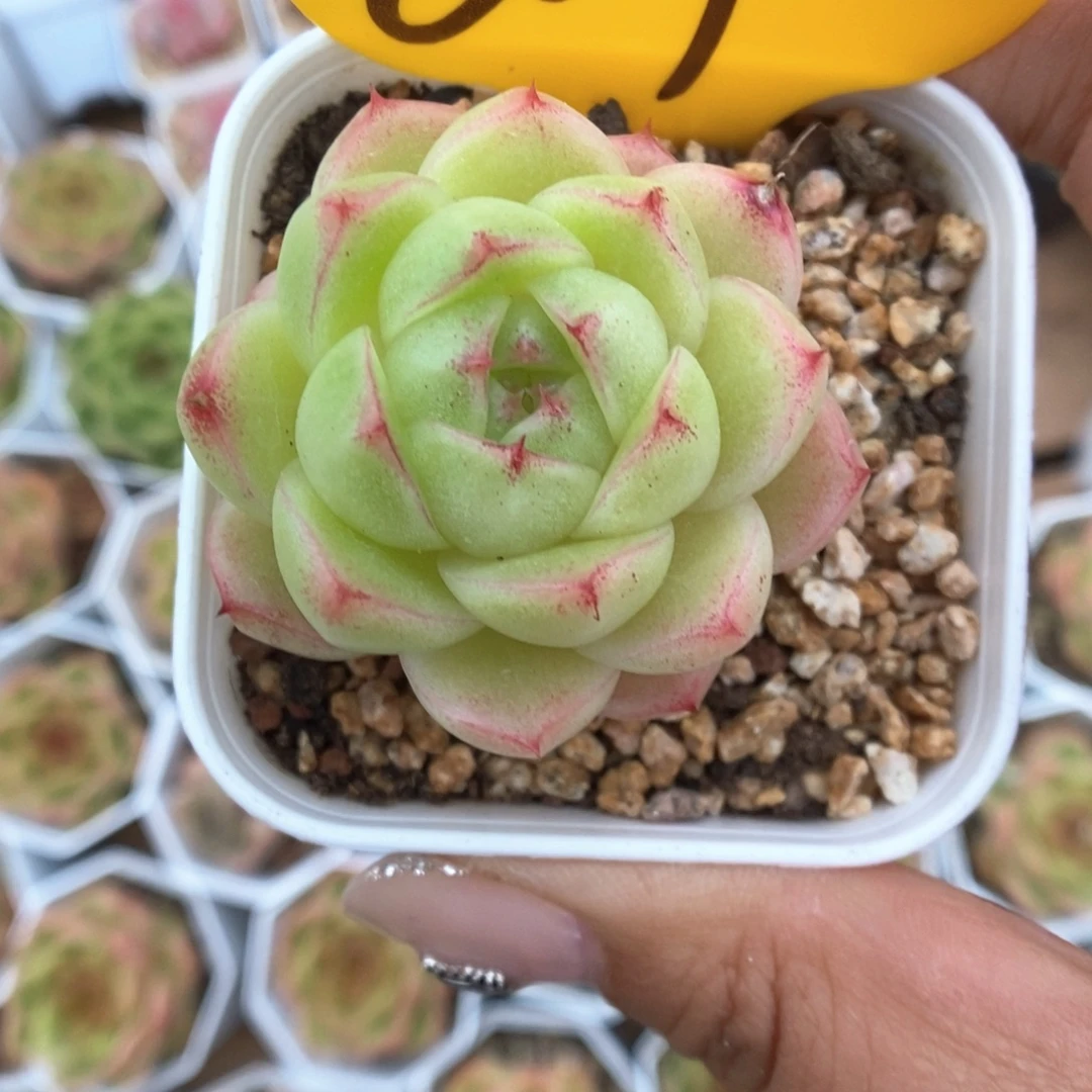 芒***干油透麦秆207号。