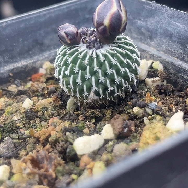 实生精巧殿刺缀一颗包邮