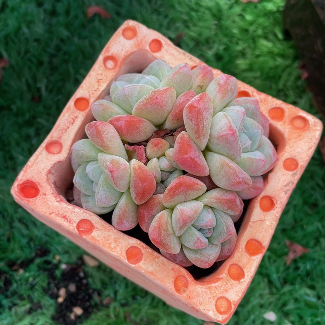 多肉植物盆栽多肉