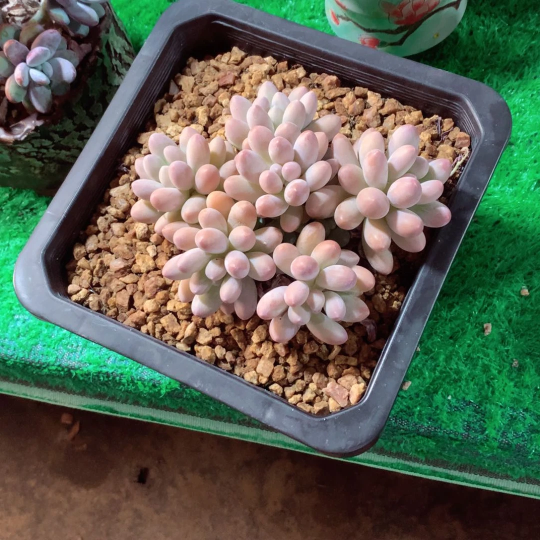 小***悠一物一拍一物一拍