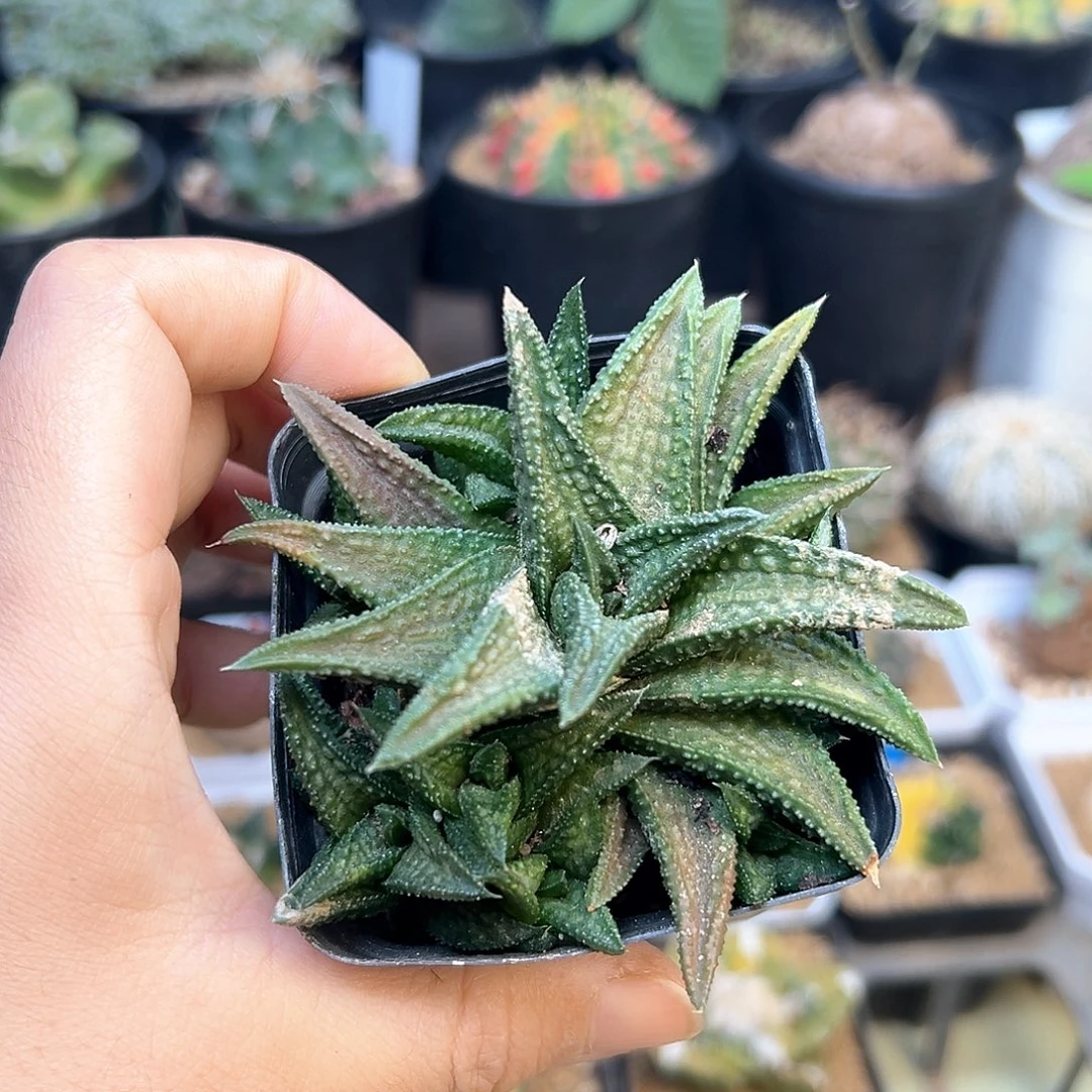 无花朵鬼瓦群一颗