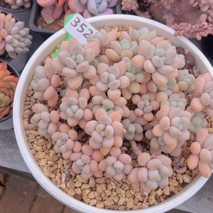 ，健健康康平平安安