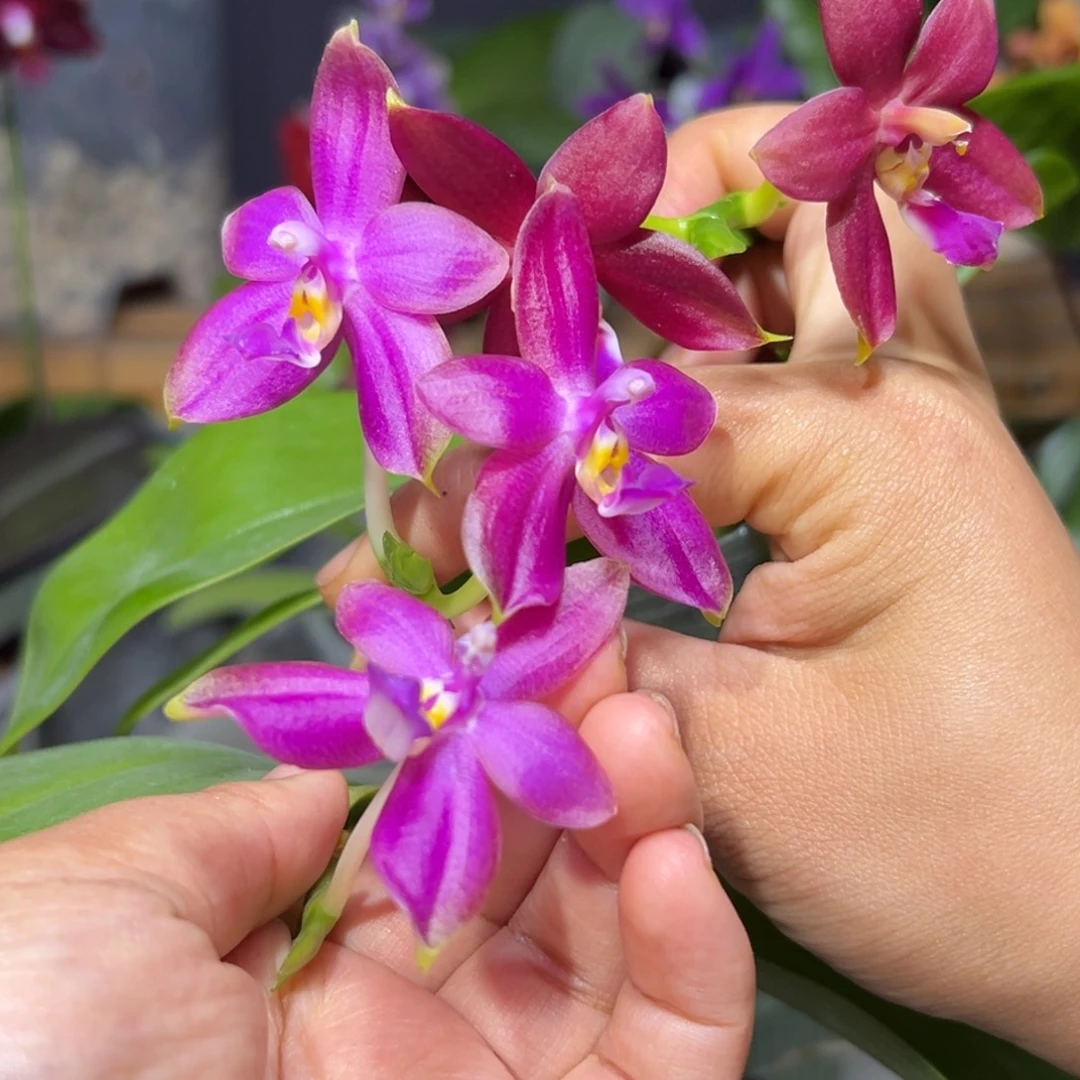 大部分开放少量花苞跳跳糖2棵