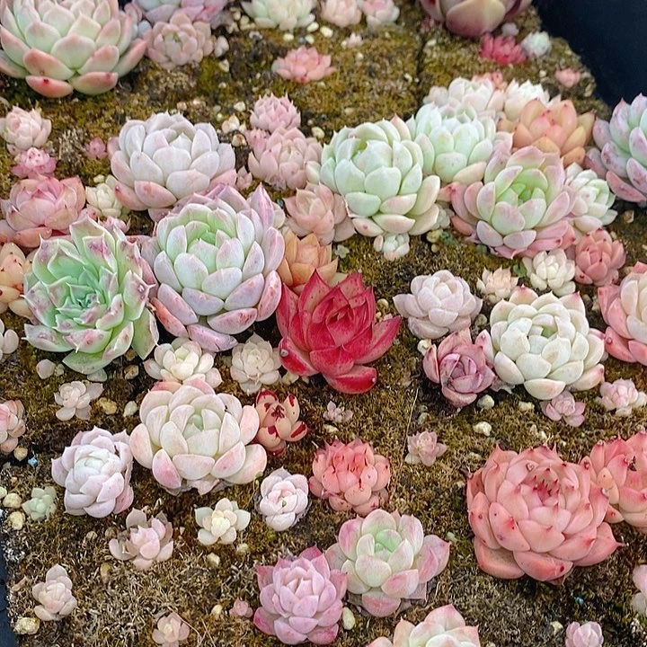 135 多肉植物盆栽花卉植物