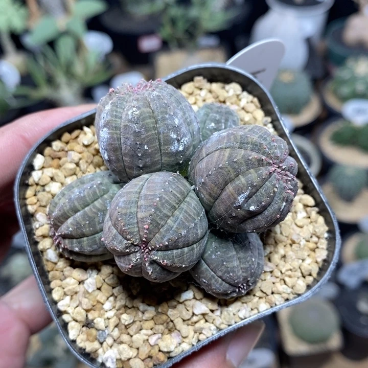 群生布纹球1054号6.2cm